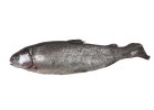 Fish Market Třeboň Třeboňský pstruh